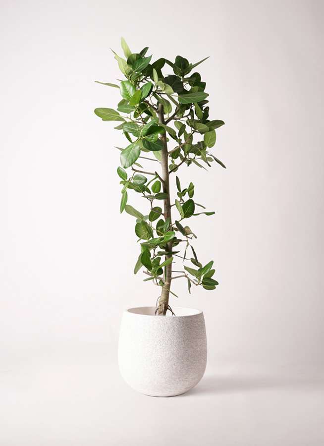 観葉植物 フィカス ベンガレンシス 10号 ストレート エコストーンGray