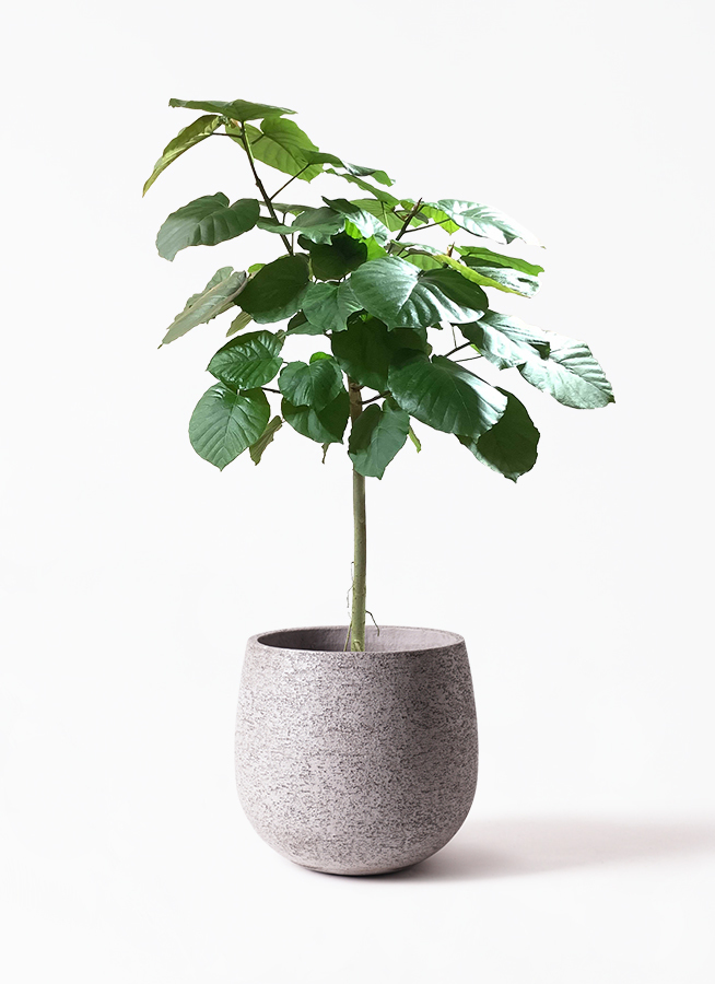 観葉植物 フィカス ウンベラータ 10号 ストレートeco Stone エコストーン Gray 付き 観葉植物ならhitohana ひとはな