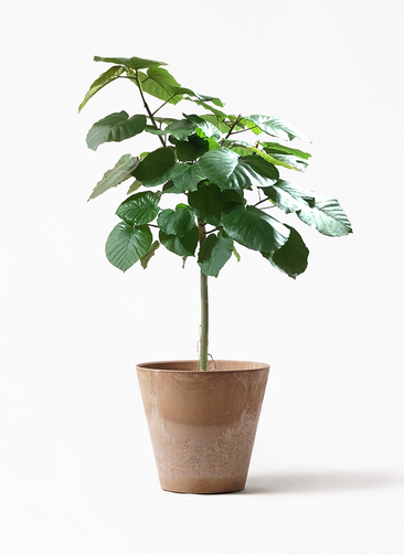 ficus-umbellata-767_1.jpg?