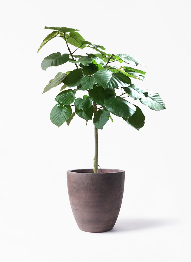 観葉植物 フィカス ウンベラータ 10号 ストレートコーテス ラウンド ブラウン 付き 観葉植物ならhitohana ひとはな