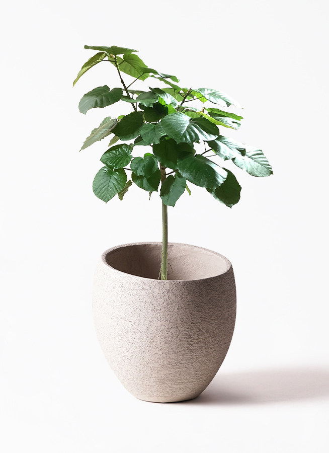 観葉植物 フィカス ウンベラータ 10号 ストレートeco Stone エコストーン Light Gray 付き 観葉植物ならhitohana ひとはな