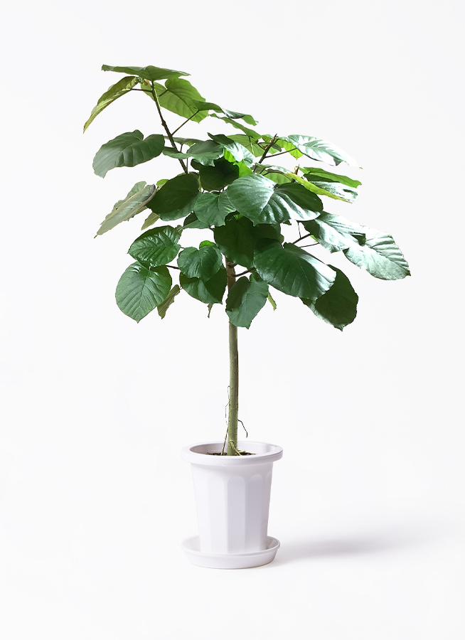 観葉植物 フィカス ウンベラータ 10号 ストレートアートストーン