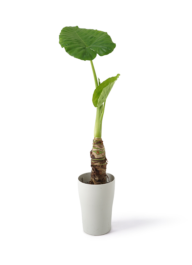 観葉植物 アロカシア 2種セット アロカシア 2点セット アロカシア 2種セット 値下げ不可 楽天