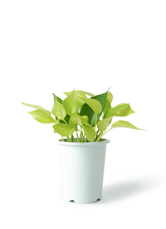 観葉植物 ポトス 4号 ライム プラスチック鉢 | 観葉植物ならHitoHana