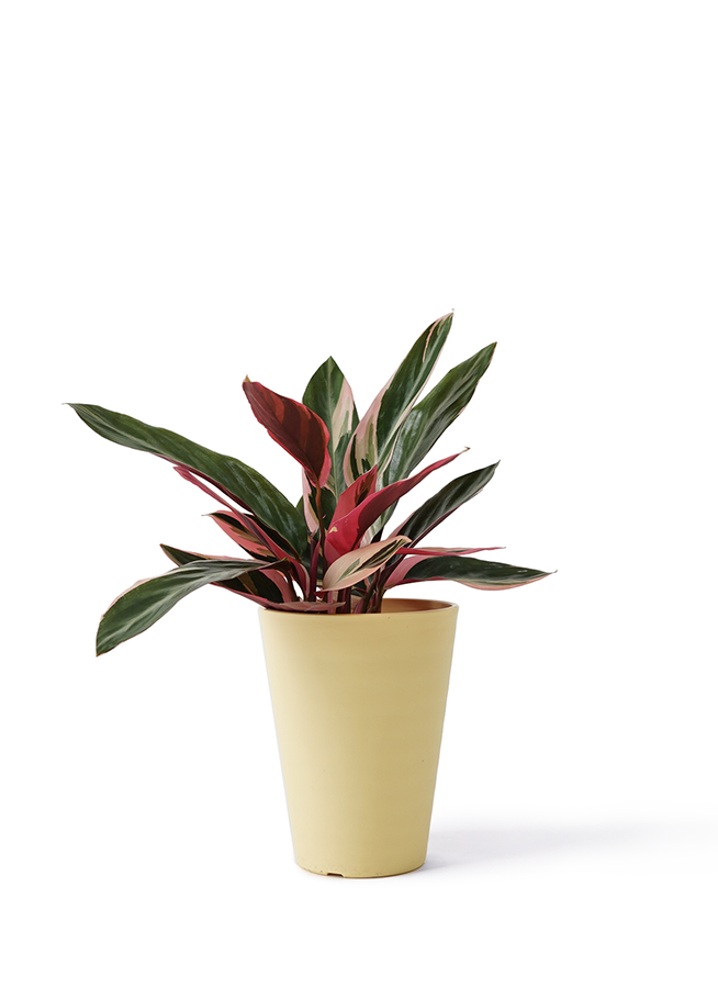 stromanthe-1_1.jpg?1646231372