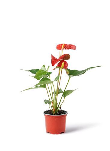 観葉植物 アンスリウム 3号 レッド プラスチック鉢 | 観葉植物なら