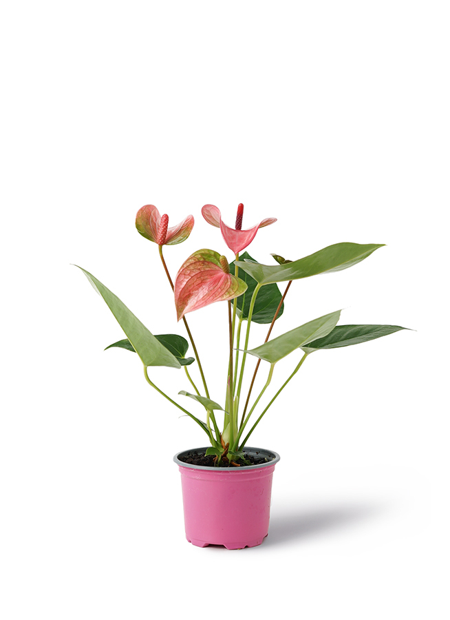 観葉植物 アンスリウム 3号 ピンク 竹バスケット 付き 観葉植物ならhitohana ひとはな