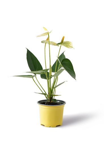 観葉植物 アンスリウム 3号 ホワイト プラスチック鉢 | 観葉植物なら