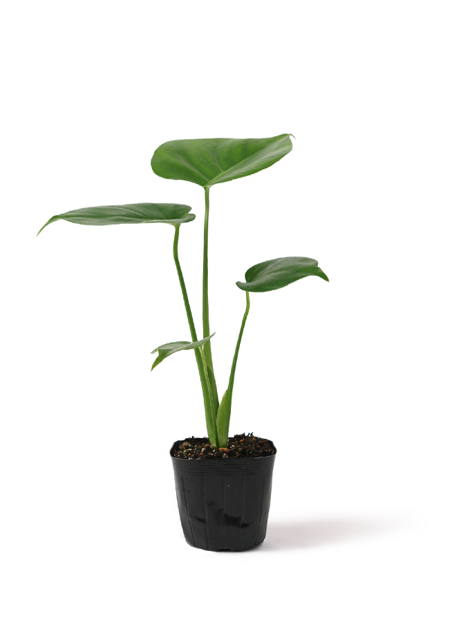 観葉植物 モンステラ 3号 オーセ 11 P ピンク 付き | 観葉植物なら