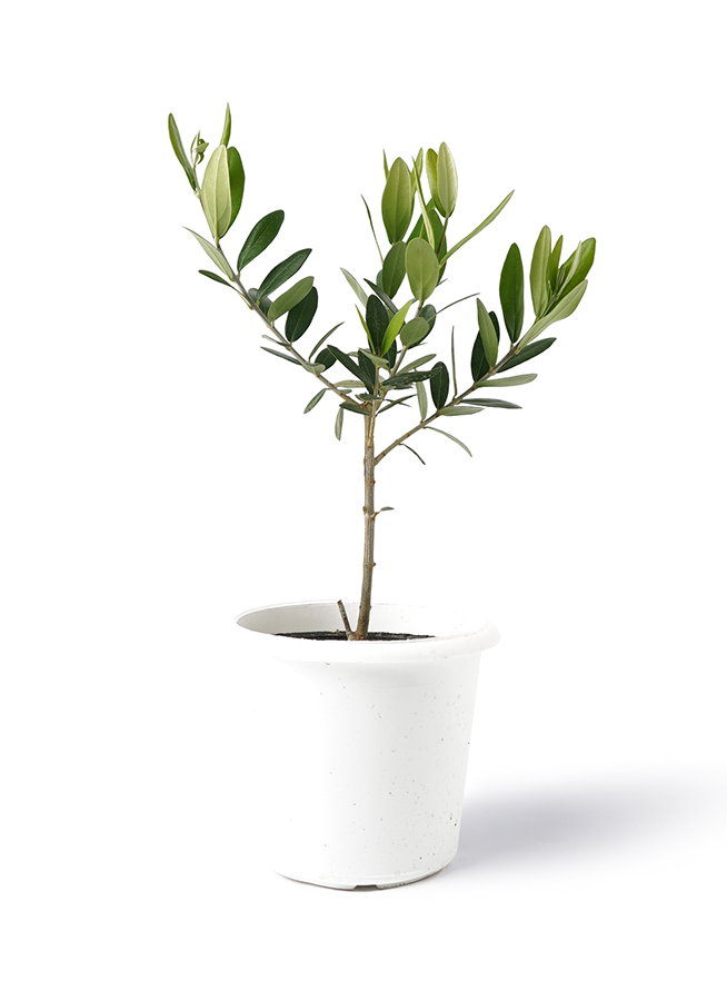 観葉植物 オリーブの木 3号 Halley(ハレー) ブロンズ 付き | 観葉植物