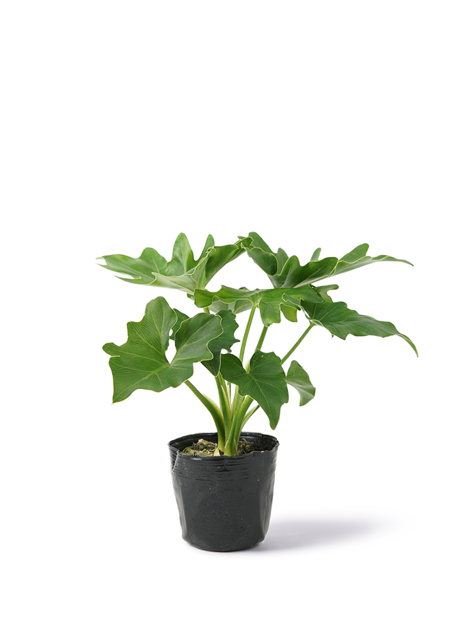 観葉植物 フィロデンドロン 3号 セローム ヒトデカズラ ハンナ