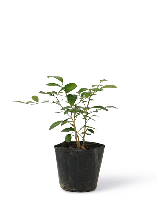 観葉植物 シルクジャスミン（げっきつ） 3号 アダ キューブ 11 | 観葉