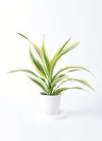 観葉植物 ドラセナ ワーネッキー レモンライム 4号 プラスチック鉢