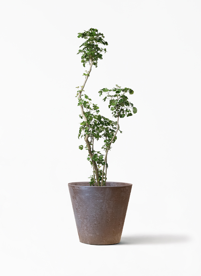 観葉植物 ポリシャス スターシャ 8号 アートストーン ラウンド Rust 付き 観葉植物ならhitohana ひとはな