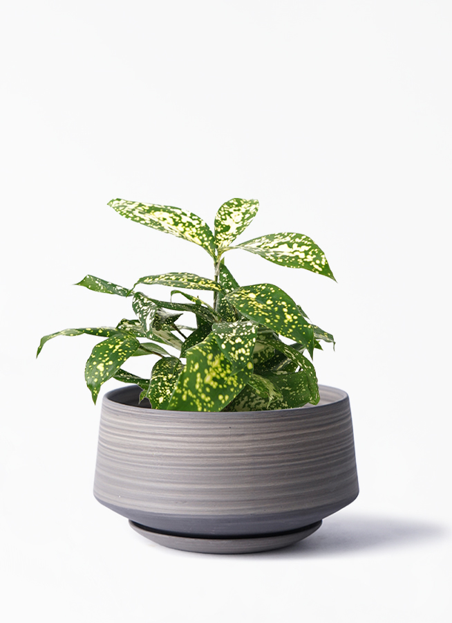 観葉植物 ドラセナ ゴッドセフィアーナ 3号 レイヤードポット 皿付き 植え替えキット付き 観葉植物ならhitohana ひとはな