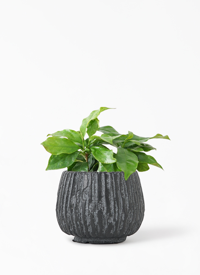 観葉植物 コーヒーの木 3号 オベリスクアンフレ 黒 S 付き 観葉植物ならhitohana ひとはな