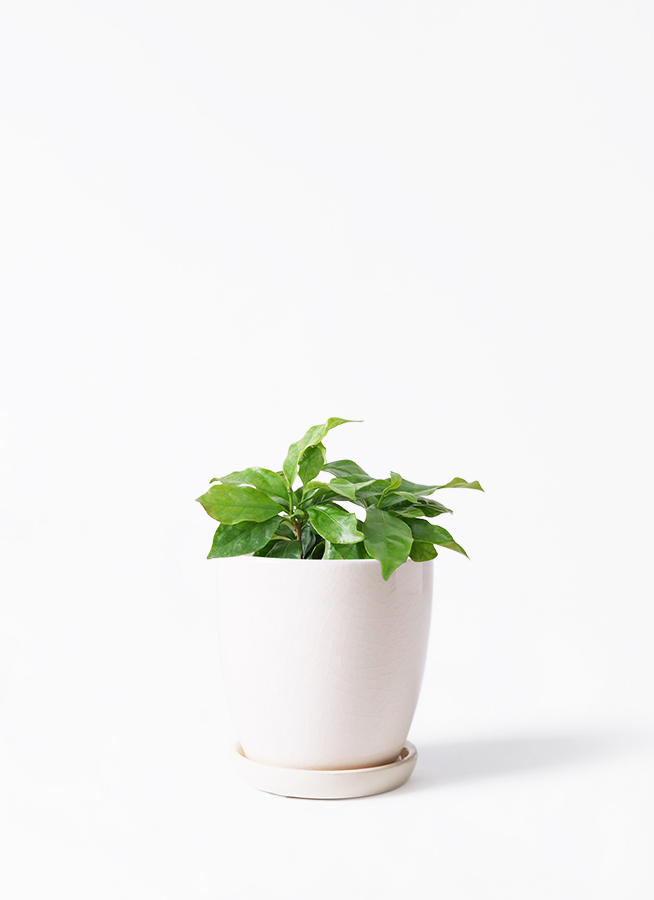 観葉植物 コーヒーの木 3号 ハピ 白 S 付き | 観葉植物ならHitoHana