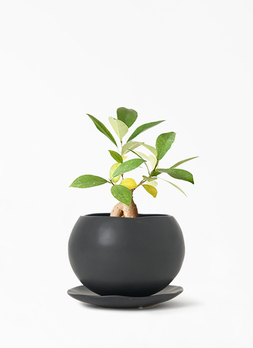 観葉植物 ガジュマル 3号 股仕立て マリナ 黒 L 付き | 観葉植物