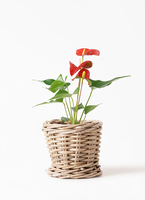 アンスリウム アンスリウム（アンスリューム）赤 8号鉢 四季咲きで花持ちが良く