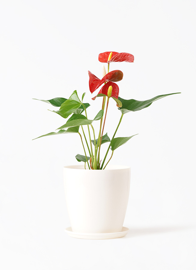 kikka アンスリウム OOISHI ROUSURE 木の花 image.jpg