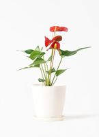 アンスリウム　3点セット アンスリウム 3号 | 観葉植物ならHitoHana