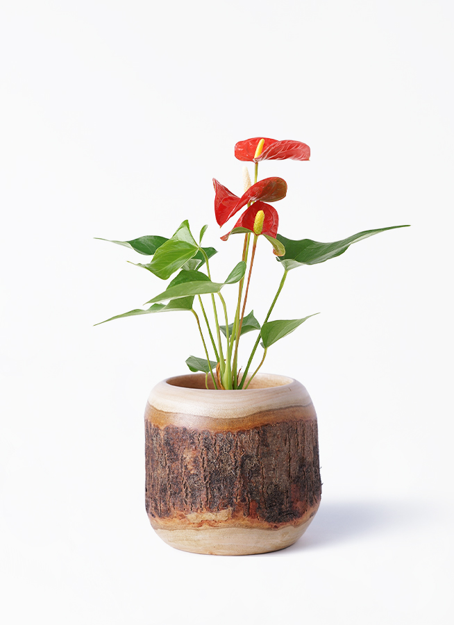 観葉植物 アンスリウム 3号 レッド マリナ 黒 L 付き | 観葉植物