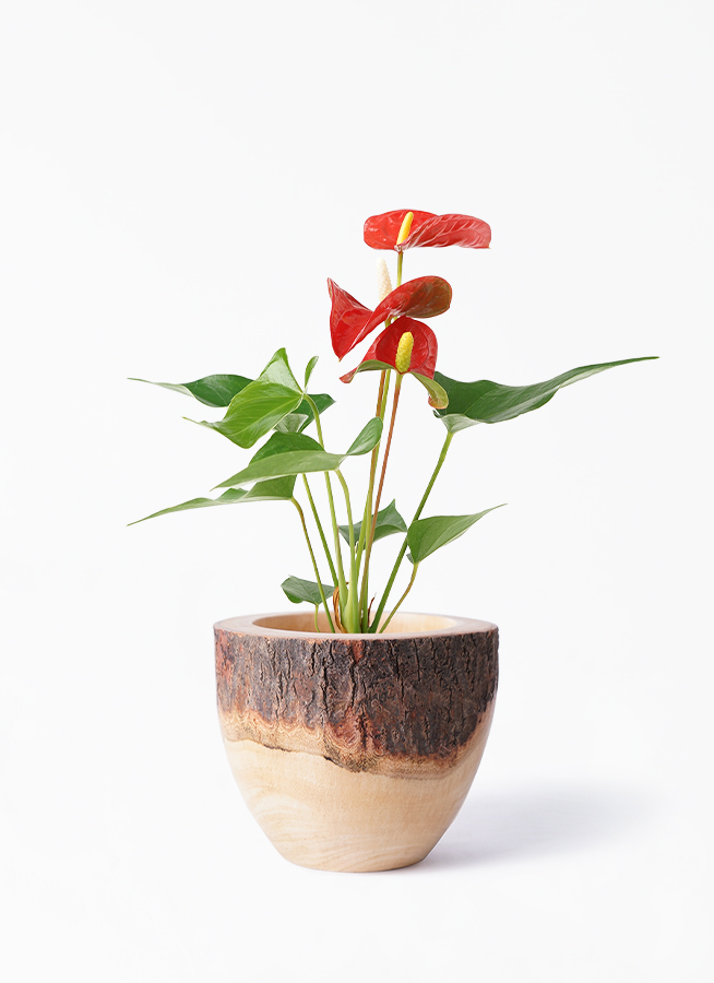 観葉植物 アンスリウム 3号 レッド Mango Wood マンゴーウッド フラワーベース 付き 観葉植物ならhitohana ひとはな