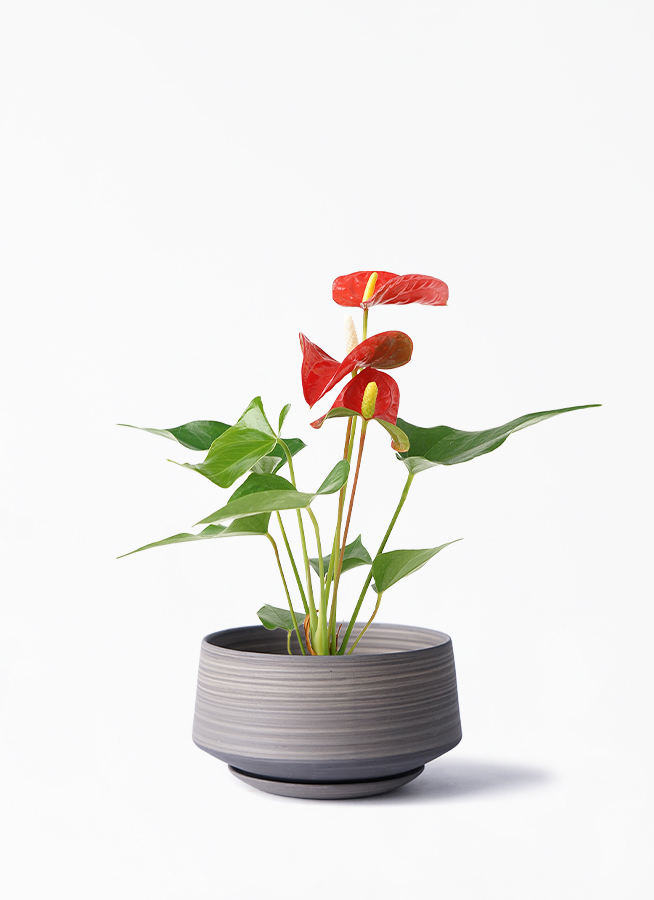 観葉植物 アンスリウム 3号 レッド レイヤードポット 皿付き 植え替えキット付き 観葉植物ならhitohana ひとはな