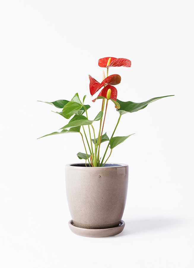 観葉植物 アンスリウム 3号 レッド Color Crack(カラークラック