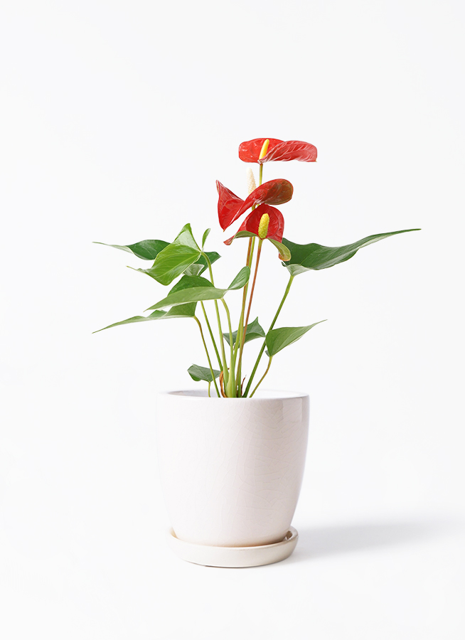 アンスリウム 楽天市場】アンスリウム（アンスリューム）赤 8号鉢 四季咲きで花持ち