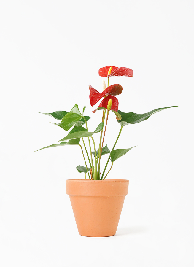 観葉植物 アンスリウム 3号 レッド スタンダードポット 付き 観葉植物ならhitohana ひとはな