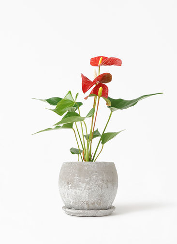 アンスリウム　3点セット anthurium-1029_1.jpg?1648044787