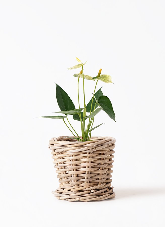 古い植物図鑑 他セット k.endo on X: 