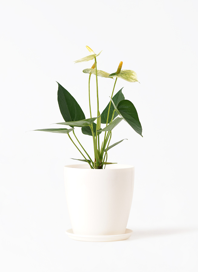 観葉植物 アンスリウム 3号 ホワイト ハピ 白 S 付き | 観葉植物