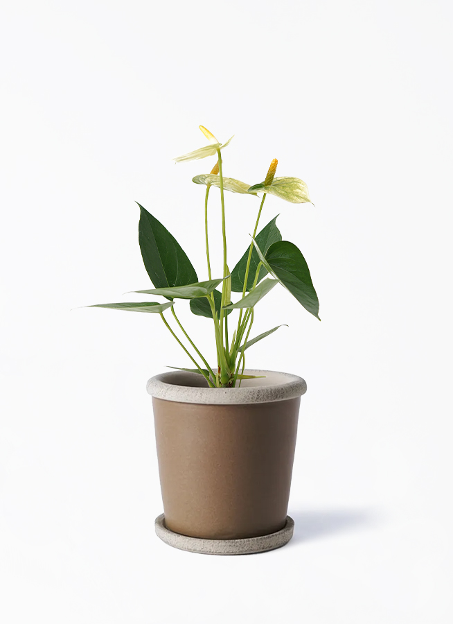 Y*e様 【ラスト小葉/安心の発根済株/鉢込/新芽3か所程度】 斑入り パンダガ 観葉植物 アンスリウム 3号 ホワイト プラスチック鉢 | 観葉植物