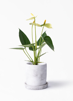 anthurium-1046_1.jpg?1648044825