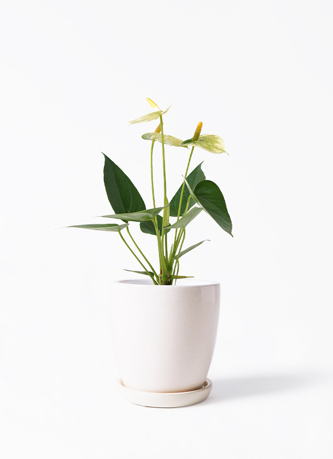 その他観葉植物 Latte 楽天市場】観葉植物【パキラ ガジュマル サンスベリア