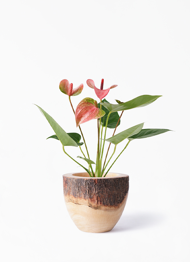 観葉植物 アンスリウム 3号 ピンク Mango Wood マンゴーウッド フラワーベース 付き 観葉植物ならhitohana ひとはな