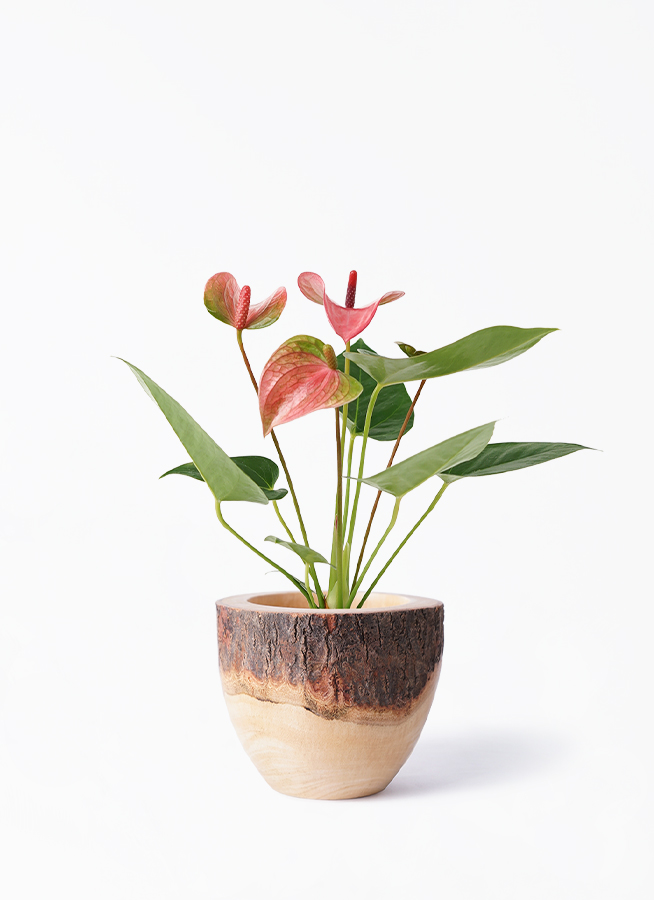 植物 Sinningia `leucotricha×bullata`【シニンギア断崖の女王