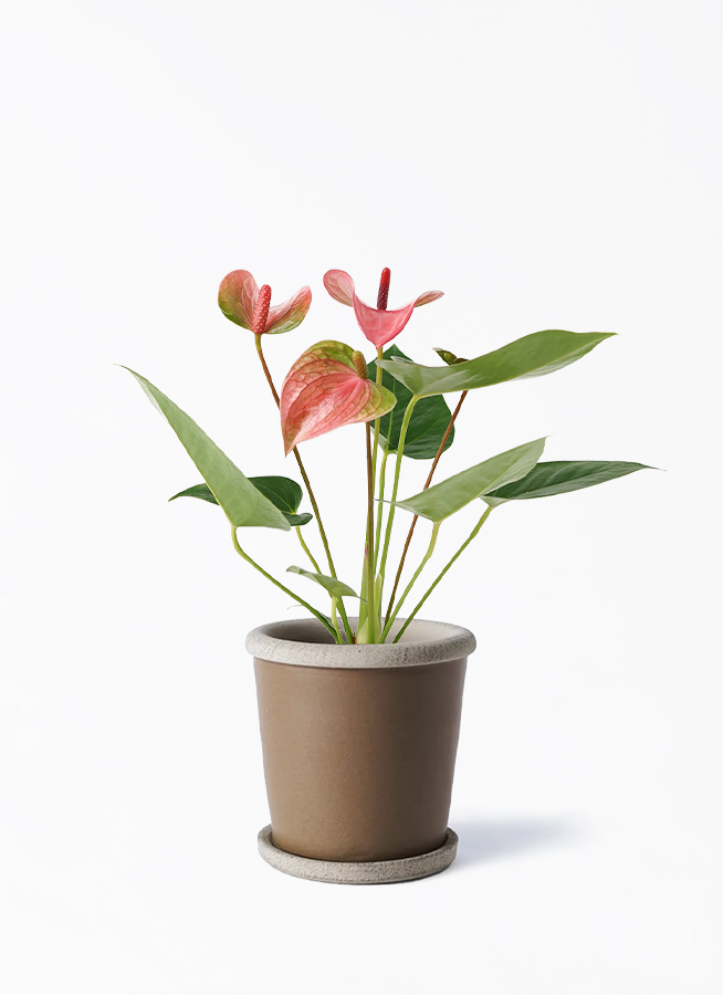 観葉植物 アンスリウム 3号 ピンク アダ シリンダー 11 | 観葉植物なら