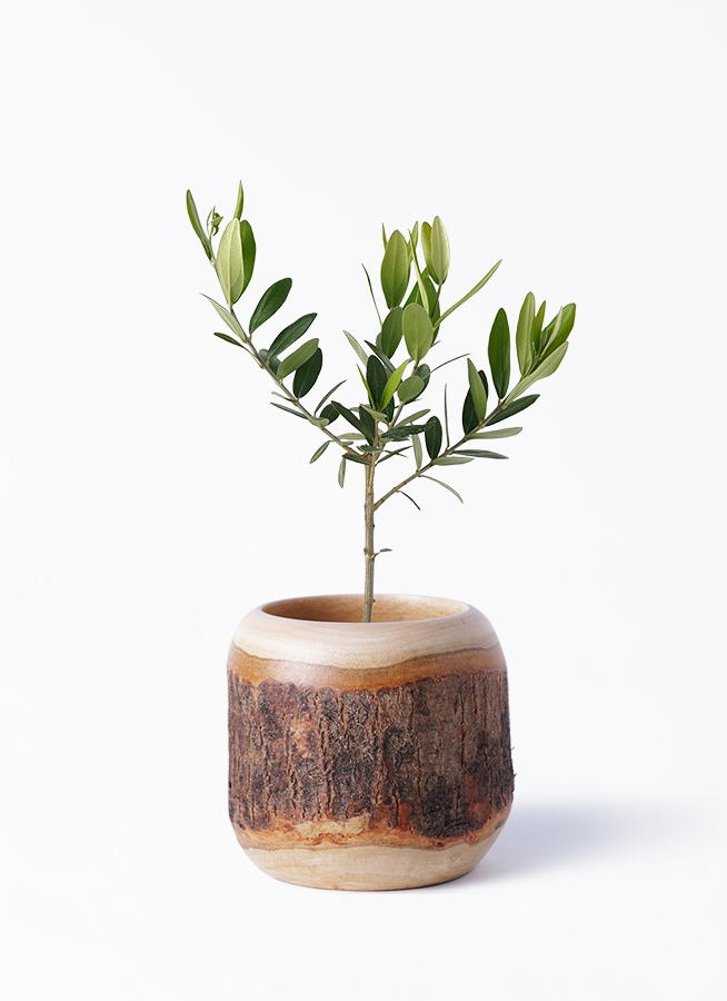 【オリーブの木】 ３本セット 福岡 オリーブの苗☆3品種セット♪オリーブの木 苗木【331-333】 オリーブ