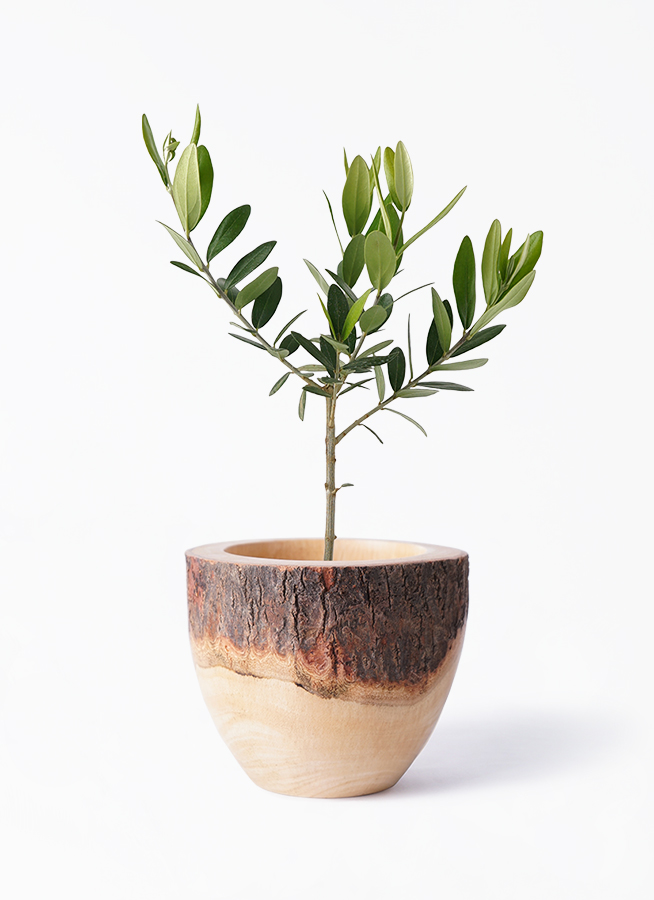 観葉植物 オリーブの木 3号 プラスチック鉢 | 観葉植物ならHitoHana