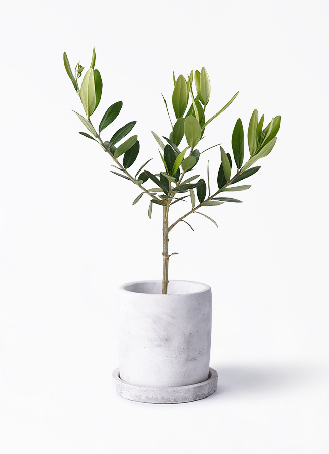 観葉植物 オリーブの木 3号 アダ シリンダー 11 | 観葉植物なら