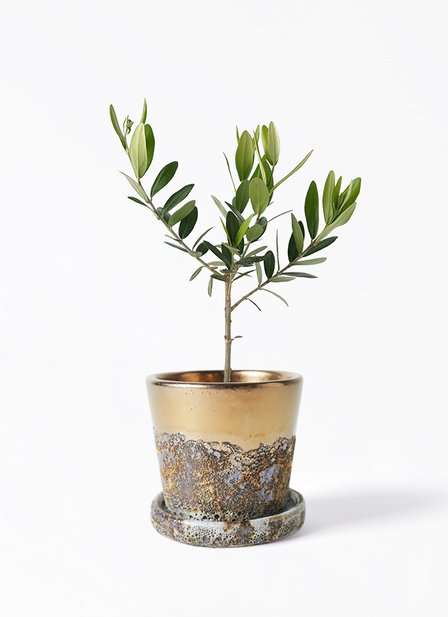 観葉植物 オリーブの木 3号 インナ 11 G 植え替えキット付き | 観葉
