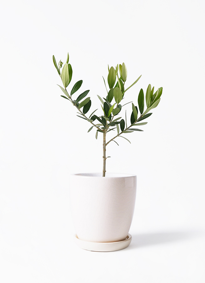 観葉植物 オリーブの木 3号 プラスチック鉢 | 観葉植物ならHitoHana