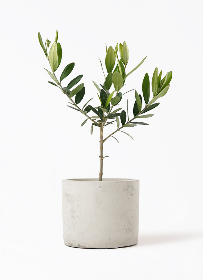 olive-987_1.jpg?1648045474