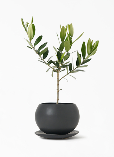 olive-990_1.jpg?1648045481