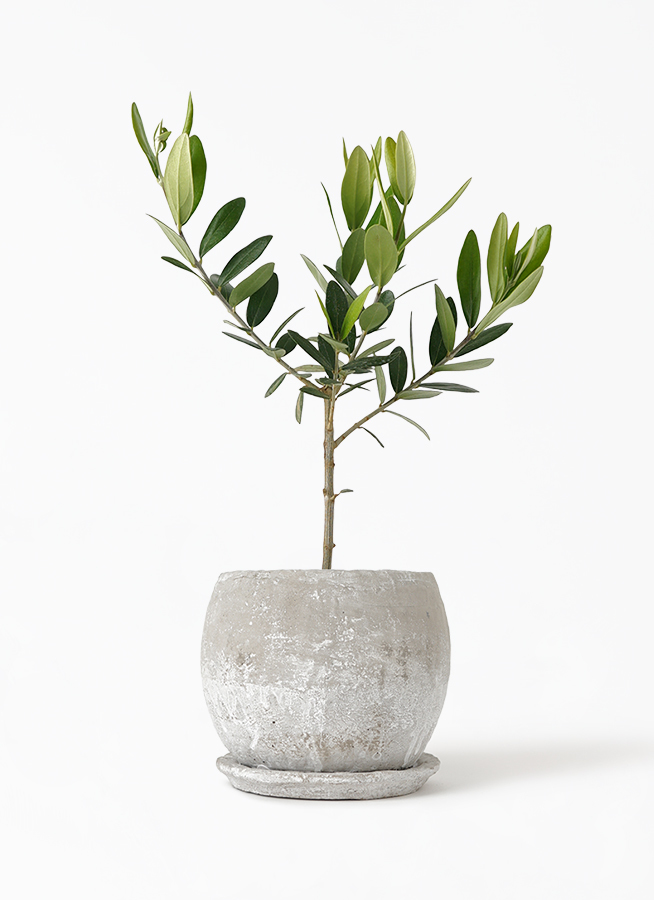 観葉植物 オリーブの木 3号 ロゼッタボウル 白 S 付き 観葉植物ならhitohana ひとはな