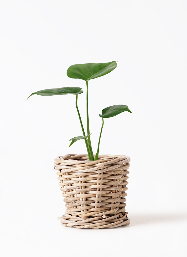 激安通販サイト モンステラ 観葉植物 3号 観葉植物 | 付き ブラック K 11 ルーツ モンステラ・ポトス