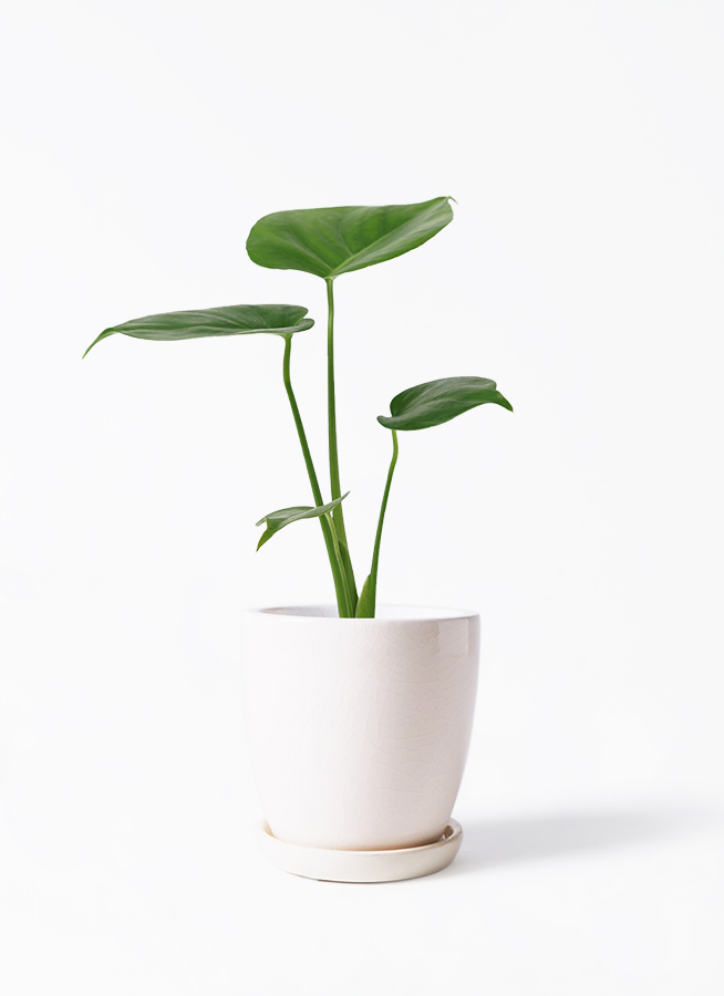 観葉植物 モンステラ 楽天市場】モンステラ 8号 幹立ち モンステラ 観葉植物 モンステラ
